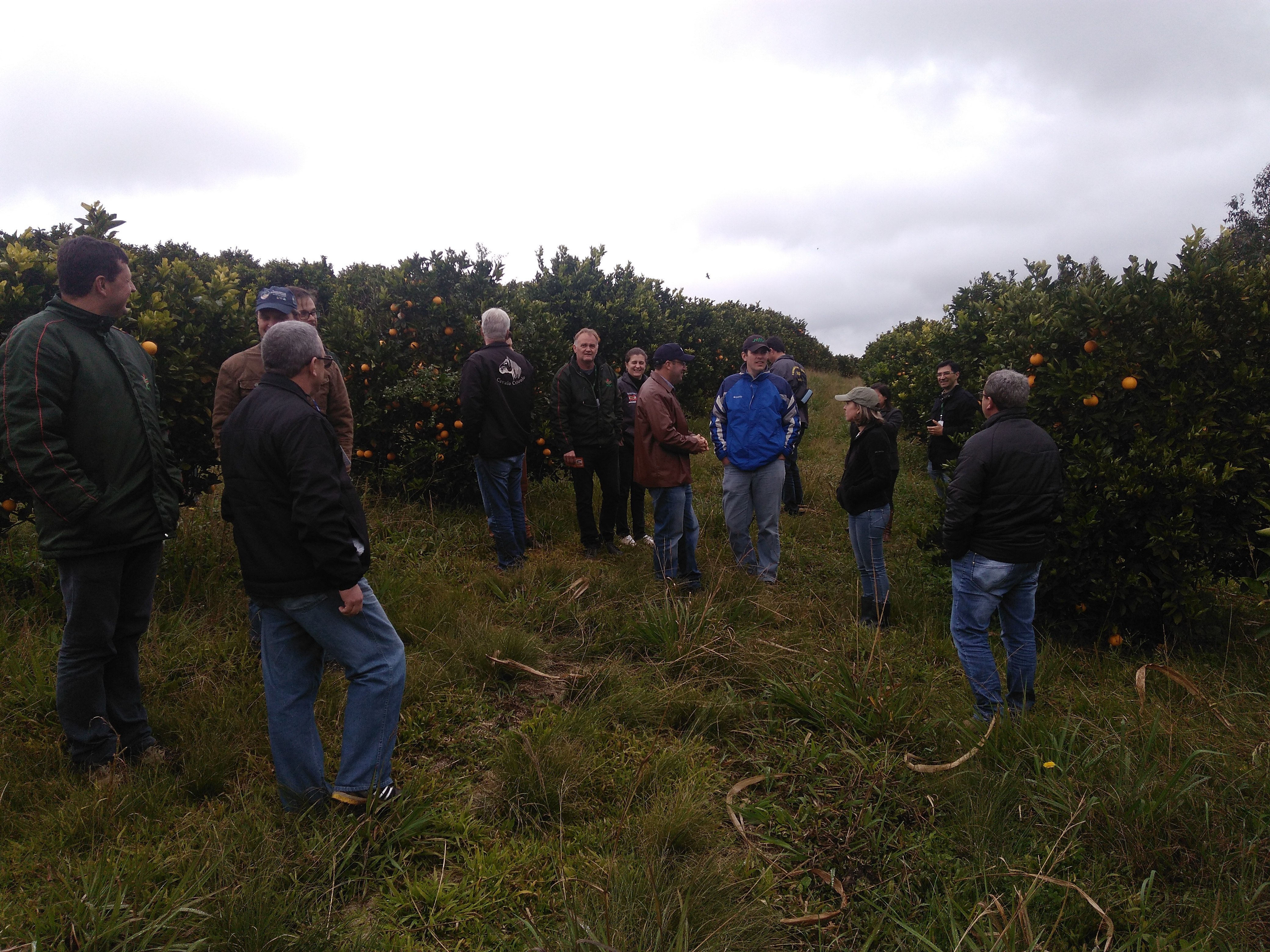 Read more about the article Cadeia produtiva da citricultura é tema de capacitação promovida pela Epagri para técnicos do Planalto Norte Catarinense