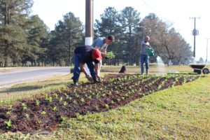 Read more about the article Prefeitura dá sequência ao plantio de flores na cidade de Três Barras