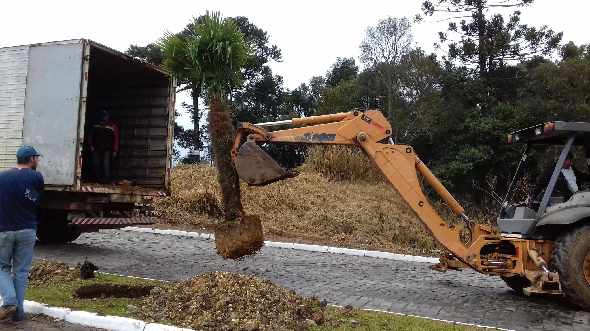 Read more about the article Governo do município de Major Vieira arboriza ruas da cidade