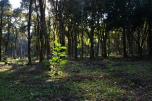 Read more about the article Simpósio busca sensibilizar sociedade para importância da IG da erva-mate do Planalto Norte