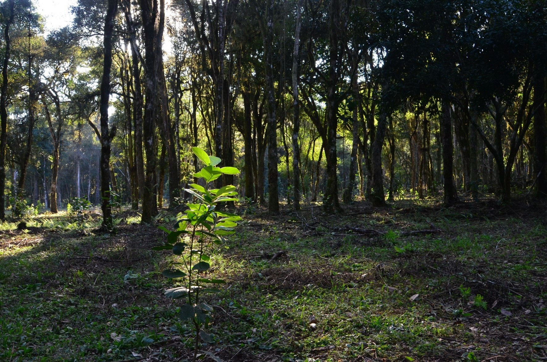 You are currently viewing Simpósio busca sensibilizar sociedade para importância da IG da erva-mate do Planalto Norte