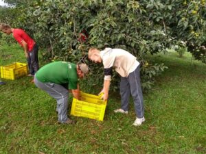 Read more about the article Pomar da Evaldo Steidel produz caquis que são utilizados no lanche da escola