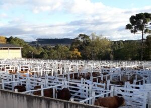 Read more about the article 440 animais são negociados na Feira Geral de Gado e Terneiros de Canoinhas