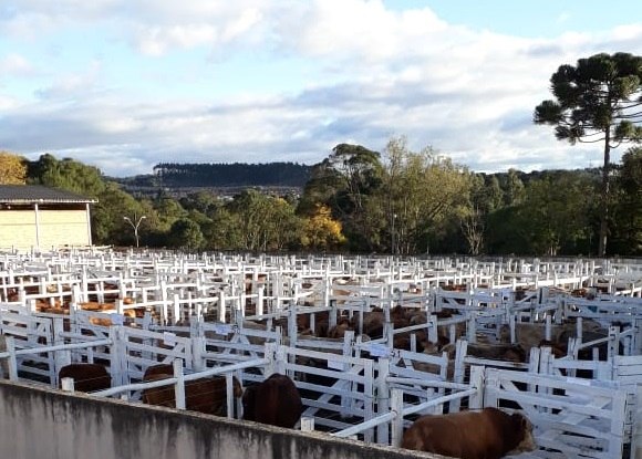 You are currently viewing 440 animais são negociados na Feira Geral de Gado e Terneiros de Canoinhas