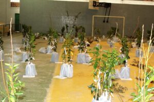 Read more about the article Programa Pomares Caseiros entrega mais de 1,3 mil mudas frutíferas em Três Barras