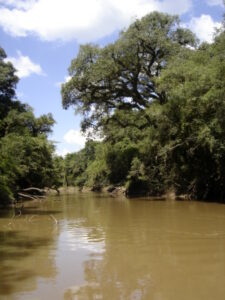 Read more about the article Destino da Floresta Nacional de Três Barras será discutido nesta sexta-feira