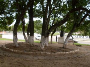 Read more about the article Praça em Irineópolis será revitalizada