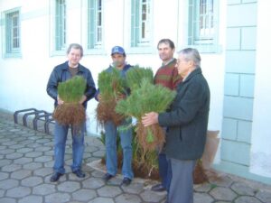 Read more about the article Agricultores recebem mudas de Pinus