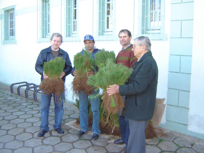 You are currently viewing Agricultores recebem mudas de Pinus