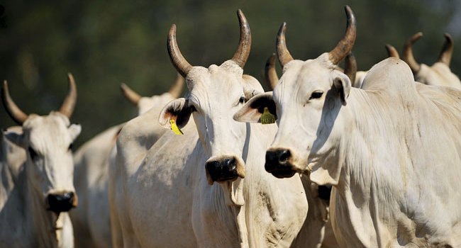 Read more about the article Papanduva: CIDASC orienta pecuaristas sobre a importância da Guia de Trânsito Animal